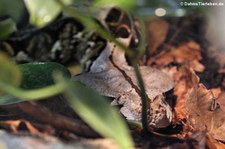 Gabunviper (Bitis gabonica) im Zoo Wuppertal