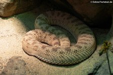 Wüsten-Hornviper (Cerastes cerastes) im Zoo Wuppertal