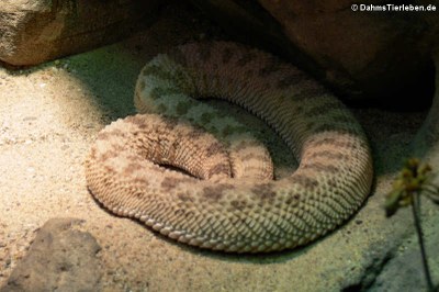 Hornviper (Cerastes cerastes)