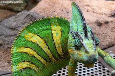 Jemen-Chamäleon (Chamaeleo calyptratus) im Zoo Wuppertal