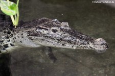 Neuguinea-Krokodil (Crocodylus novaeguineae) im Zoo Wuppertal