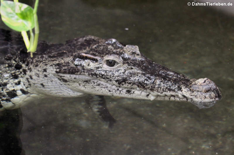 Neuguinea-Krokodil Crocodylus novaeguineae-1