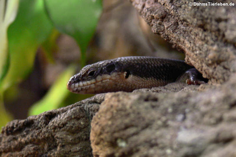 Baumskink (Egernia striolata)