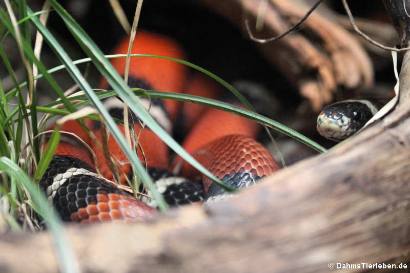 Sinaloa-Dreiecksnatter (Lampropeltis polyzona)