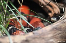 Sinaloa-Dreiecksnatter (Lampropeltis polyzona) im Zoo Wuppertal