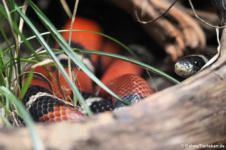 Lampropeltis polyzona