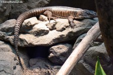 Felsenschildechse (Matobosaurus validus) im Zoo Wuppertal