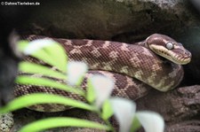 Rauschuppenpython (Morelia carinata) im Zoo Wuppertal