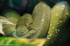 Grüner Baumpython (Morelia viridis) im Zoo Wuppertal