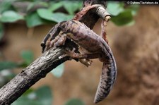 Nördlicher Samtgecko (Oedura castelnaui) im Zoo Wuppertal