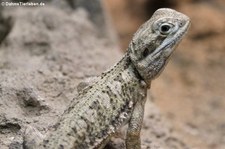 Zwerg-Bartagame (Pogona henrylawsoni) im  Zoo Wuppertal