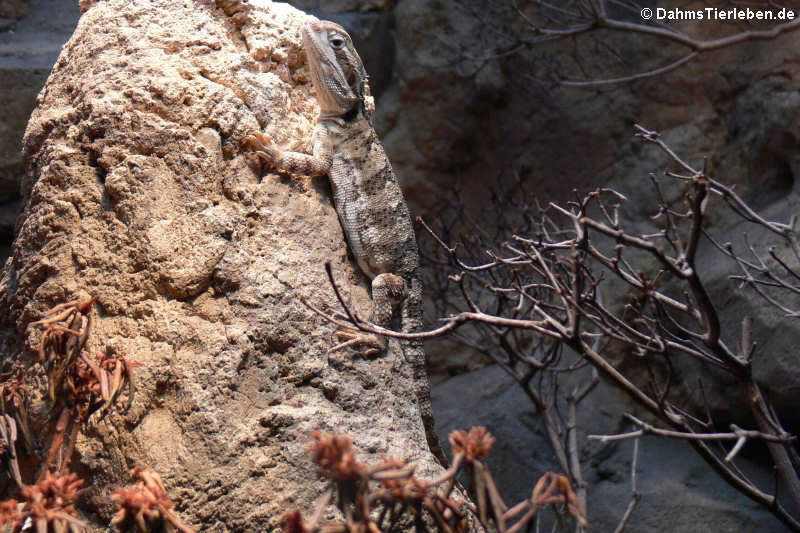 Pogona henrylawsoni