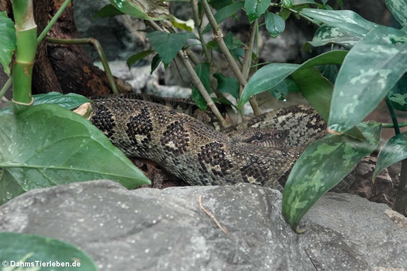 Madagaskar-Hundskopfboa (Sanzinia madagascariensis)