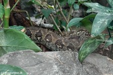 Madagaskar-Hundskopfboa (Sanzinia madagascariensis) im Zoo Wuppertal