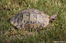 Griechische Landschildkröte (Testudo hermanni) im Zoo Wuppertal