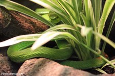 Weißlippen-Bambusotter (Trimeresurus albolabris) im Zoo Wuppertal