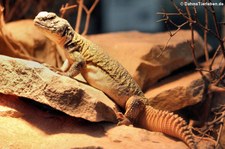 Marokkanischer Dornschwan (Uromastyx nigriventris) im Zoo Wuppertal