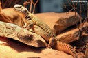 Uromastyx nigriventris