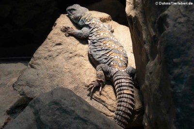 Geschmückte Dornschwanzagame (Uromastyx ocellata)