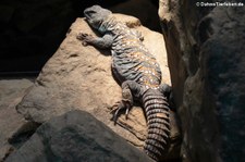 Geschmückte Dornschwanzagame (Uromastyx ocellata) im Zoo Wuppertal