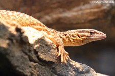 Stachelschwanzwaran (Varanus acanthurus) im Zoo Wuppertal