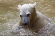 Eisbär (Ursus maritimus) im Zoo Wuppertal