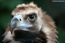 Mönchsgeier (Aegypius monachus) im Zoo Wuppertal