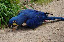 Hyazinth-Ara (Anodorhynchus hyacinthinus) im Zoo Wuppertal