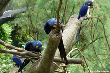 Hyazinth-Aras (Anodorhynchus hyacinthinus) im Zoo Wuppertal