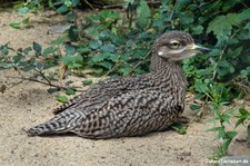 Kaptriel (Burhinus capensis) im Zoo Wuppertal