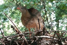 Rotfußseriema (Cariama cristata) im Zoo Wuppertal