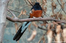 männliche Schamadrossel (Copsychus malabaricus) im Zoo Wuppertal