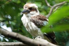 Jägerliest (Dacelo novaeguineae) im Zoo Wuppertal