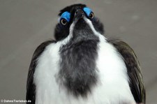 Blauohr-Honigfresser (Entomyzon cyanotis) im Zoo Wuppertal