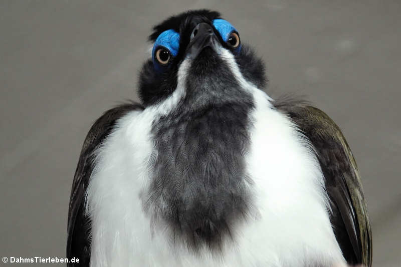 Blauohr-Honigfresser (Entomyzon cyanotis)