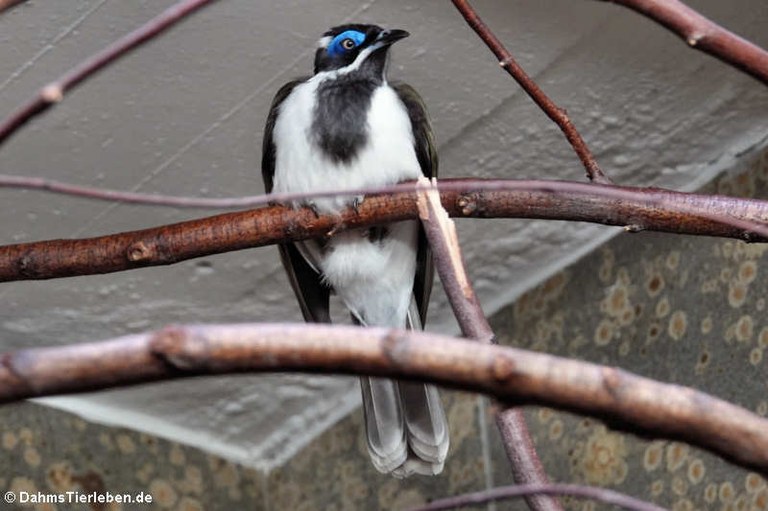 Entomyzon cyanotis