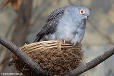 Diamanttäubchen (Geopelia cuneata) im Zoo Wuppertal