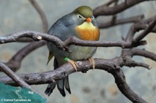 Rotschnabel-Sonnenvogel (Leiothrix lutea) im Zoo Wuppertal