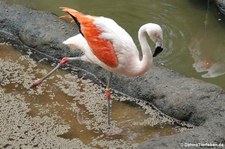 Chileflamingo (Phoenicopterus chilensis) im Zoo Wuppertal