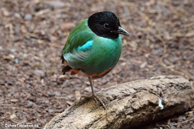 Sunda-Kappenpitta (Pitta sordida mulleri)