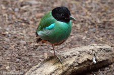 Sunda-Kappenpitta (Pitta sordida mulleri) im Zoo Wuppertal