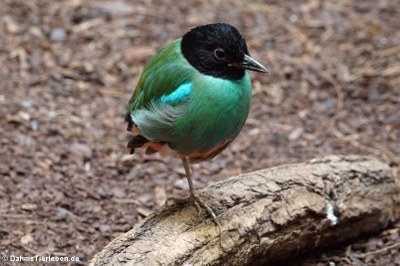 Sunda-Kappenpitta (Pitta sordida mulleri)