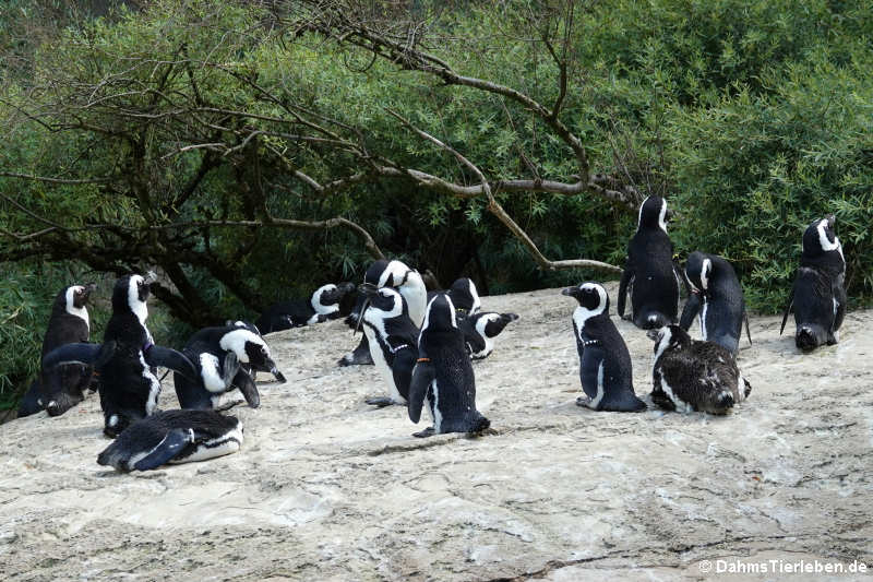 Brillenpinguine (Spheniscus demersus)