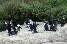 Brillenpinguine (Spheniscus demersus) im Zoo Wuppertal