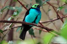 Siebenfarbentangare (Tangara chilensis) im Zoo Wuppertal