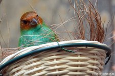 Rötelkopftangare (Tangara gyrola) im Zoo Wuppertal