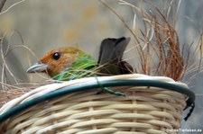 Rötelkopftangare (Tangara gyrola) im Zoo Wuppertal