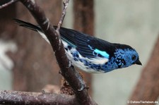 Türkistangare (Tangara mexicana mexicana) im Zoo Wuppertal