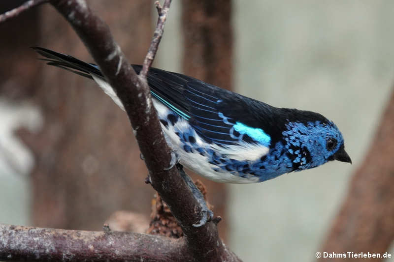 Türkistangare
(Tangara mexicana) Tangara mexicana