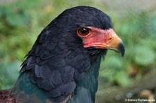 Gaukler (Terathopius ecaudatus) im Zoo Wuppertal